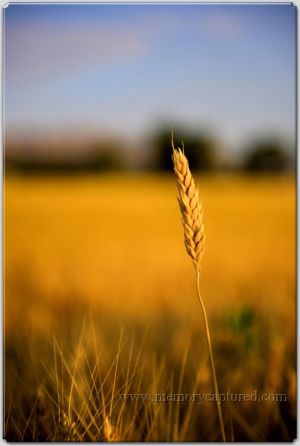 wheat fields (5).jpg